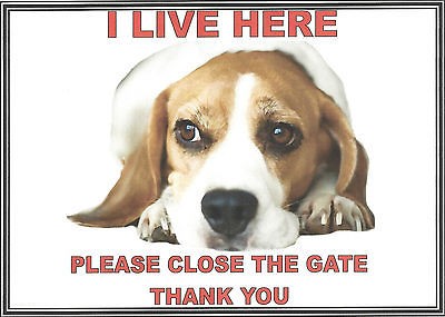 NEW LAM/TED I LIVE HERE PLEASE CLOSE THE GATE BEAGLE