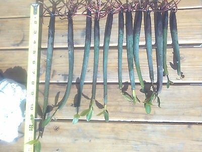 10 Mangroves Live Plants Aquarium Red Mangrove Saltwater Freshwater 