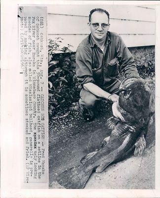 1962 50 lb Flathead Catfish Caught in Fox River Eureka Wisconsin Wire 