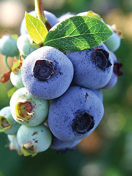   HIGHBUSH BLUEBERRY     SEEDS    FRUIT TREE BERRIES  FLOWERING SHRUB