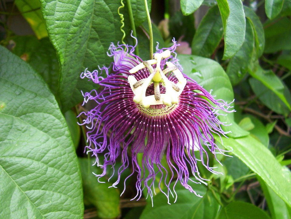purple passion plant in Flowers, Trees & Plants
