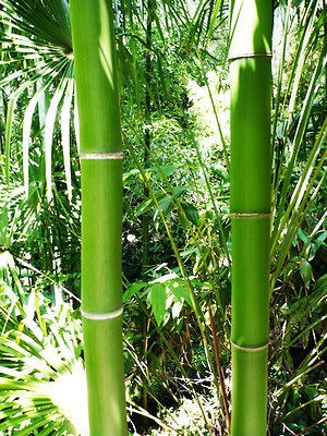 VIVAX BAMBOO Plant Rhizome 12L x 3/4W