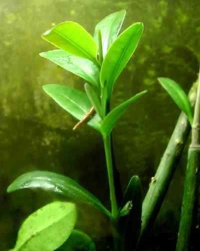 50 RED MANGROVE AQUARIUM FISH PLANTS or MANGROVES SEEDS