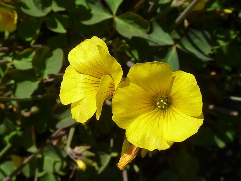 Oxalis Valdivensis Lucky Gold Shamrock  20+ Fresh Seed