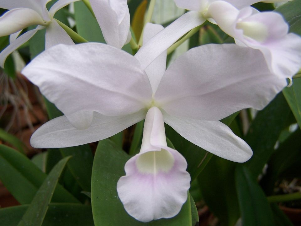 Blue orchid in Orchids