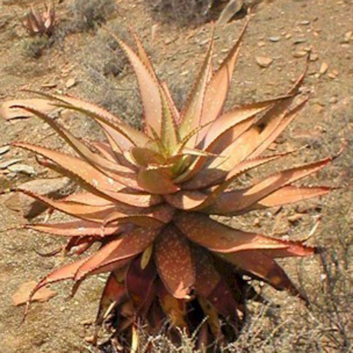 cactus plant garden