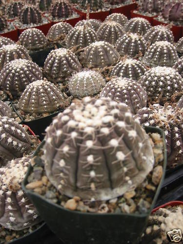 GYMNOCALYCIUM ASTERIUM CACTUS PLANT