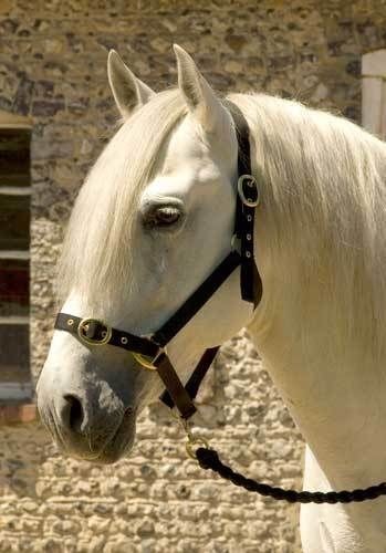   Horses Nylon Head Collar Shetland Pony Cob Full   Equestrian Supplies