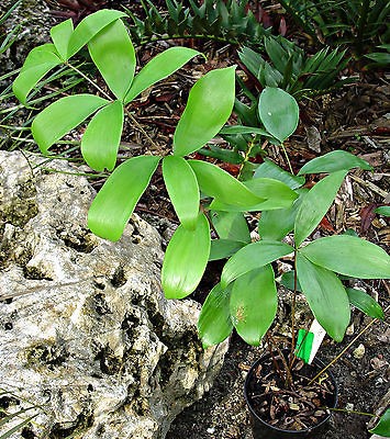 Ceratozamia hildae   Rare and Unique Mexican Cycad Seedling