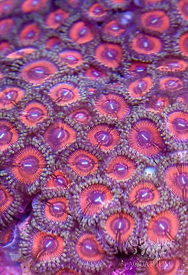 AQL Red Laser Zoanthids (Zoanthus sp.) Live Saltwater Soft Coral