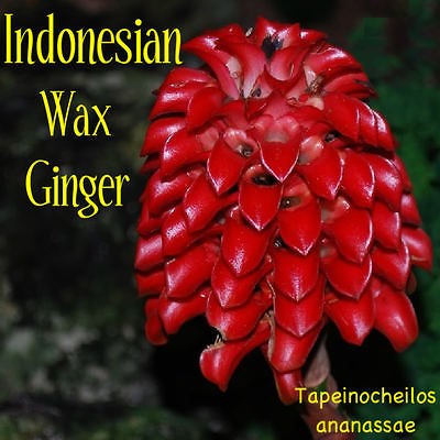 LIVE RARE Indonesian Wax Ginger 100 Seeds Tapeinochilos ananassae RED 