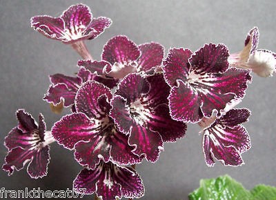 streptocarpus seeds in Flowers, Trees & Plants