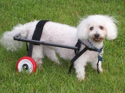 dog carts in Dog Supplies