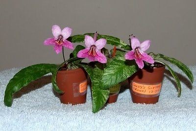 Streptocarpus SUZYS SISTER   African Violet Kin