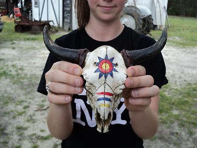 NICE BUFFALO BISON SKULL TAXIDERMY HORNS ANTLER HORN B