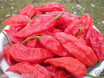 25+) BHUT JOLOKIA (GHOST PEPPER) SEEDS ********