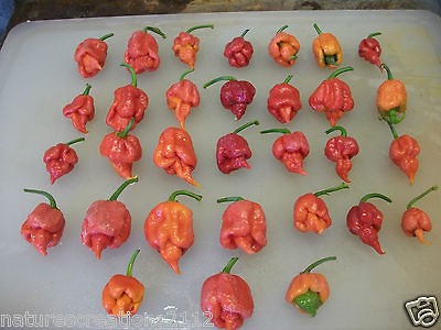 trinidad scorpion seeds in Seeds & Bulbs