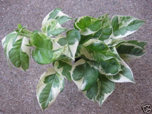 New Hybrid Variegated Scindapsus Aureus Philodendron