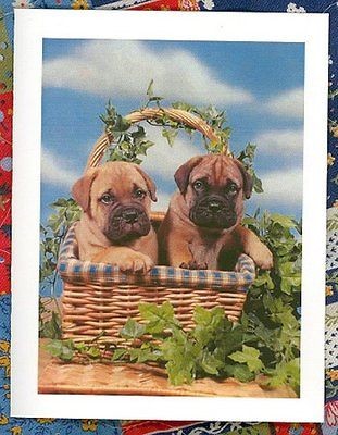 BULLMASTIFF PUPPIES Stationery #0962