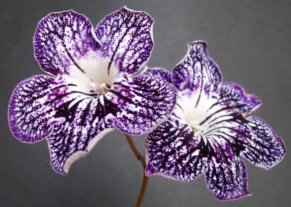 streptocarpus seeds in Flowers, Trees & Plants