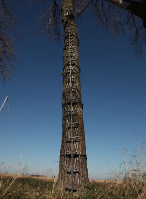 climbing tree stands in Tree Stands