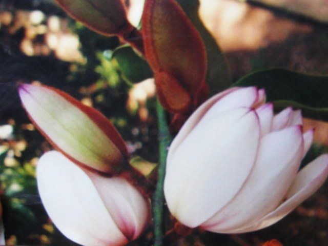 Magnolia Royal Figo Pink Nice Plant Alot of Flower