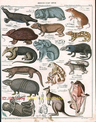   Kangaroo Koala Platypus Opossum Armadillo Cuscus 1840s Steel Engraving