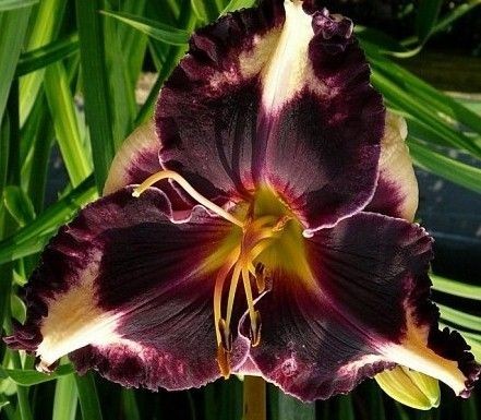 Daylily 5 seeds Parents (Sabine Baur A & Hank Williams