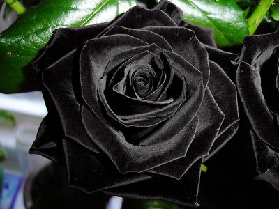   GIANT ROSE BUD BUSH wedding flowers bouquets decorations   BLACK/RED