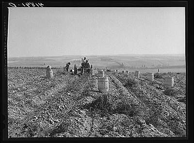 Tractor drawn potato digger in a field near Caribou,Maine