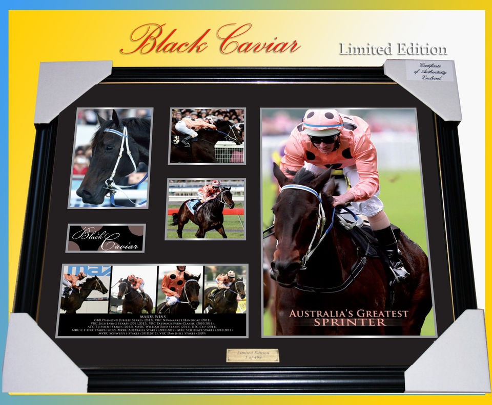 BLACK CAVIAR AUSTRALIAS GREATEST SPRINTER MEMORABILIA FRAMED 