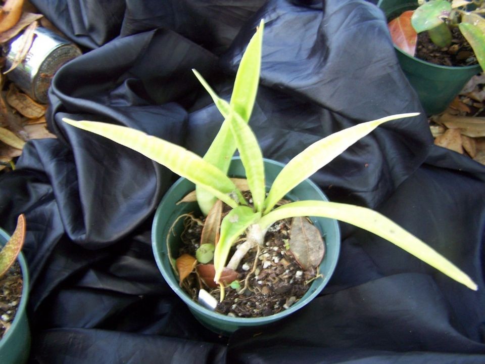 Sansevieria dooneri Dwarf parva from Kenya