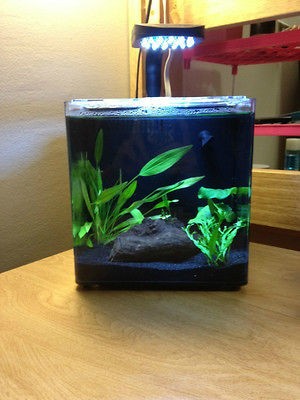 Aqueon Evolve 2 Gallon Fish Tank