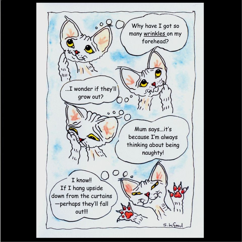 LARGE COMICAL DEVON REX WRINKLES PAINTING GREETINGS CARD SUZANNE LE 