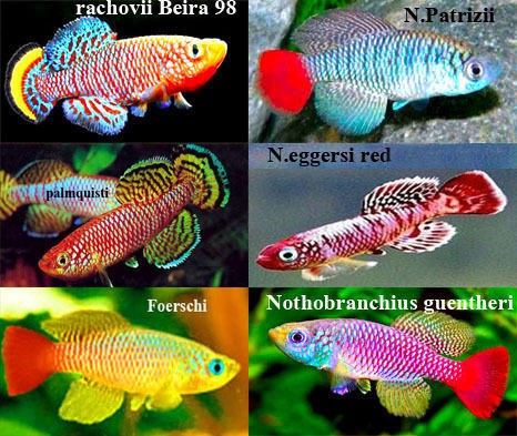 killifish eggs in Other