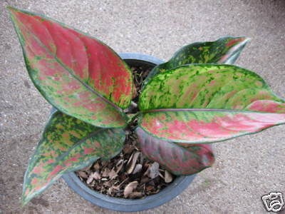 Aglaonema Variegated Lucky Lucky Tropical House Plant