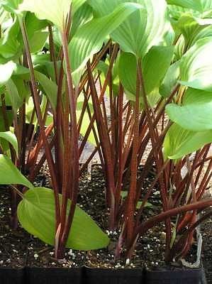 hosta in Home & Garden