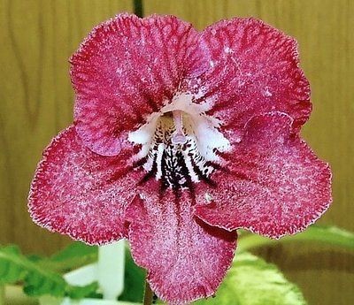 Streptocarpus POLKA DOTTIE NEW from Nancy Block