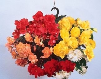 PANORAMA MIX HYBRID TUBEROUS BEGONIA 25 SEEDS BEAUTIFUL