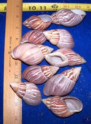 GENUINE Japanese Land Snail Seashell Hermit Crab ITEM # 1013 6