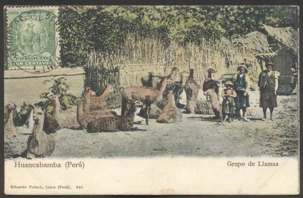 Peru Postcard Huancabamba LLAMAS & People Costumes 1900 L@@K