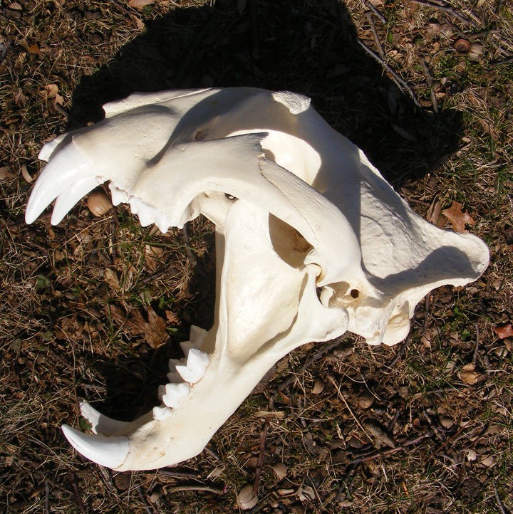 male bengal tiger skull cast taxidermy replica 