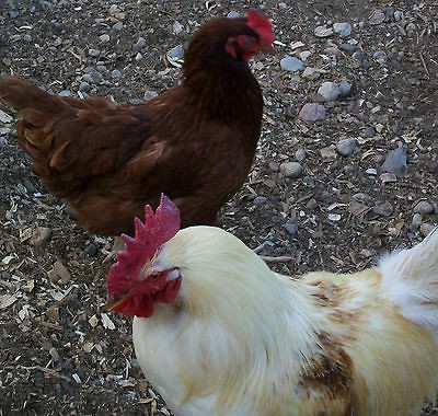 12+2 WHITE RHODE ISLAND RED ROOSTER RHODE ISLAND RED HENS CHICKEN 