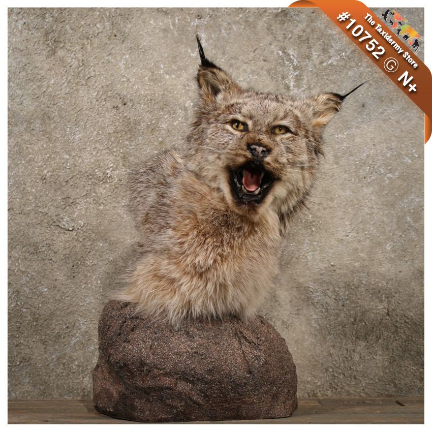 10752 N+  Pedestal Alaskan Lynx Shoulder Taxidermy Head Mount 