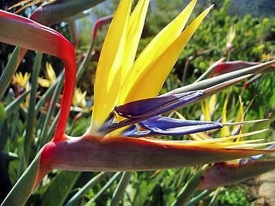 Yellow Bird of Paradise Flower Seeds * Labeled Seed Packs
