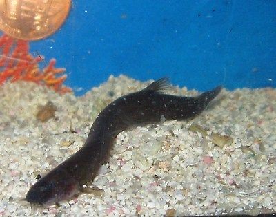 Live Fish Black Kuhli Loach 3 For Freshwater Plant Aquarium