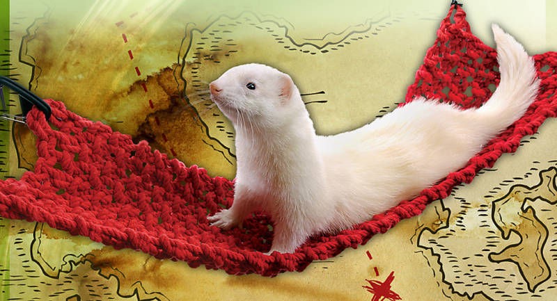 marshall ferret rat cage pirate bandit bridge hammock time left