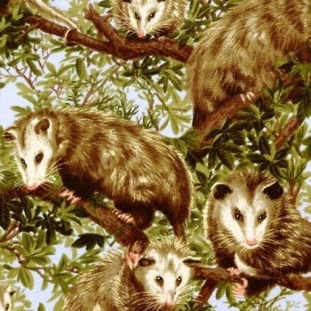 Fabri Quilt Back Yard Bandits Possum 112 99331 Cotton Fabric FREE US 