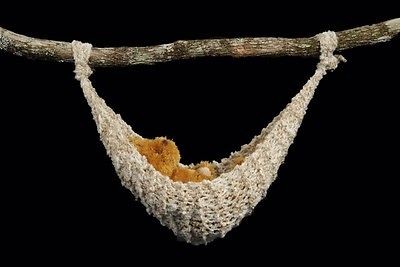 newly listed newborn baby hammock photo prop 