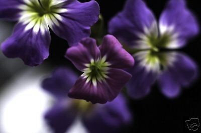 rare indigo forget me not 60 flower seeds perennial time